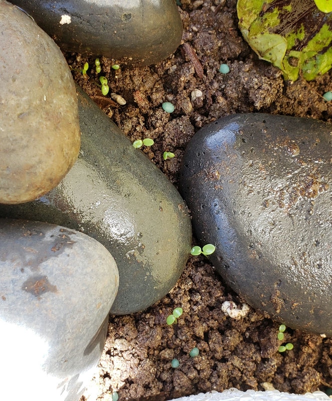 sprouts growing in between the rocks